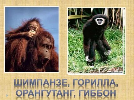 Шимпанзе орангутанг горилла