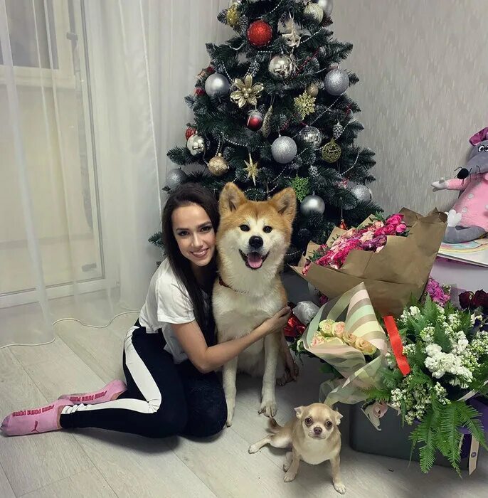 Акита ину алины загитовой. Загитова купила квартиру. Загитова купила квартиру. Загитова купила квартиру. Загитова купила квартиру.