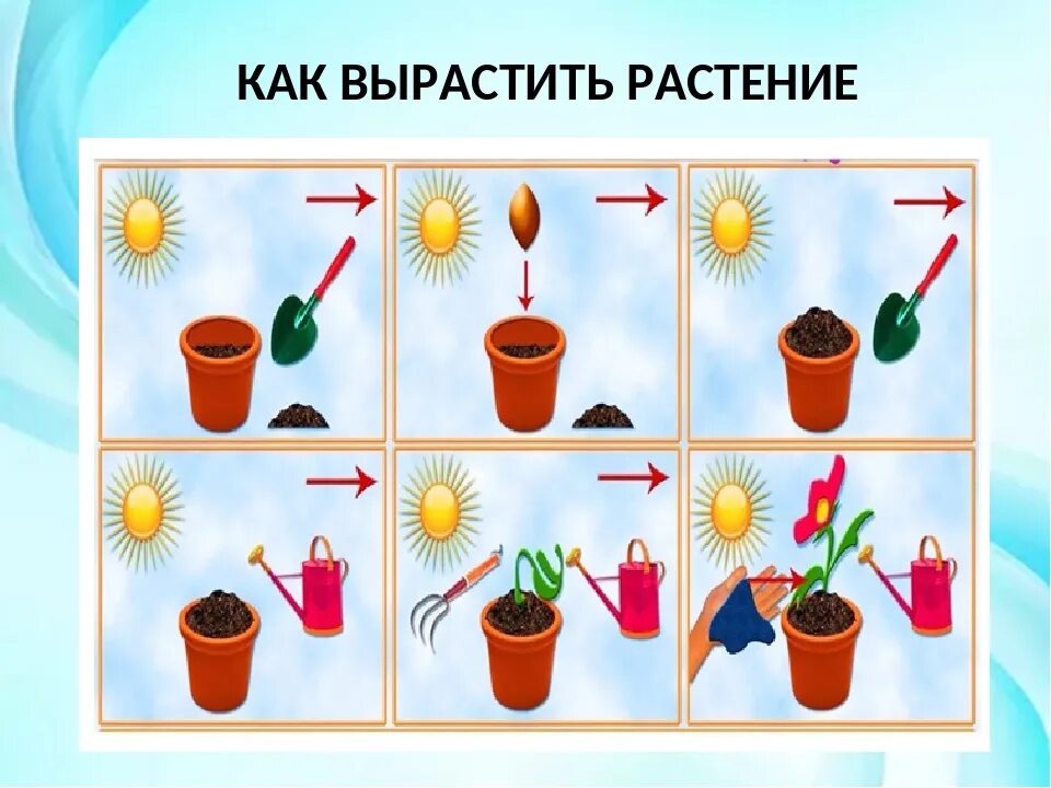 Ухаживание за растениями в детском саду. Алгоритм ухода за растениями для детей. Алгоритм посадки растений. Комнатные растения для дошкольников. Уход за растениями в старшей группе