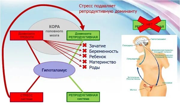 Проверить репродуктивную функцию