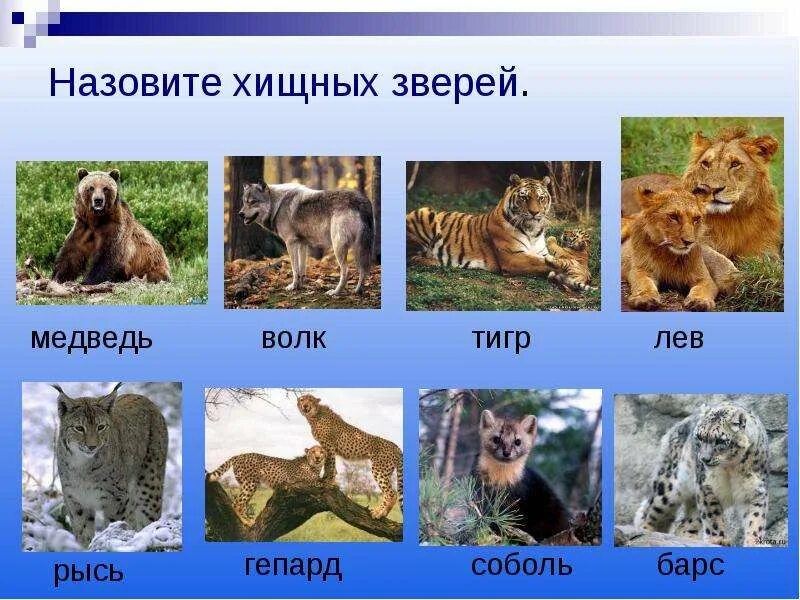 Как называется хищники. Хищные животные. хищники животные список. название хищных животных. названия плотоядных животных.