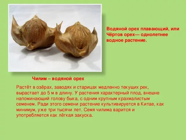 Водяной орех количество. Рогульник плавающий водяной орех. Водяной орех плавающий рогульник Чилим чертов орех. Водяной орех красная книга России. Водяной орех Чилим Астраханский.