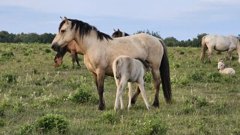 Ранчо на урале видео. Дом ранчо. Канал ранчо на урале. Построить ранчо на урале. Ранчо на урале.