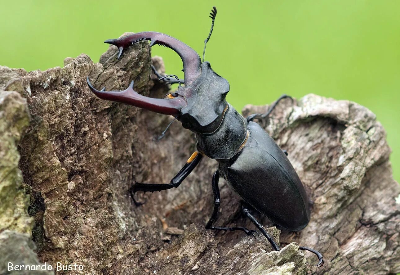 Чем перемещается жук олень. Жук-олень (lucanus cervus). жук рогач. жук олень рогач. закавказский жук олень.