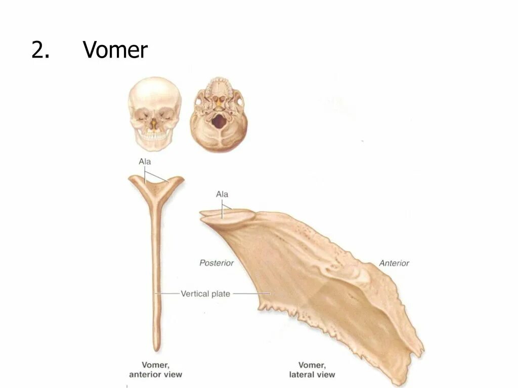Сошник кость черепа анатомия. Ala vomeris. Ala vomeris. Сошник анатомия синельников. Сошник анатомия строение.