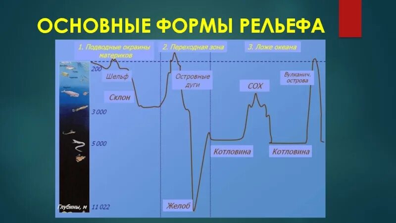 Формы дна мирового океана