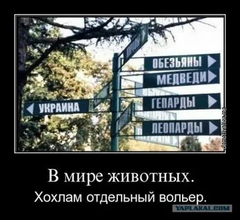Тупиковая ветвь