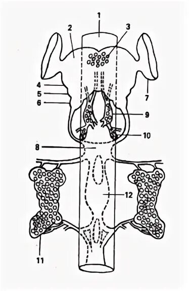 Grasshopper internal organ system diagram Insect anatomy, Anatomy, Reproductive 
