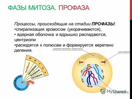 Признаки профазы 1