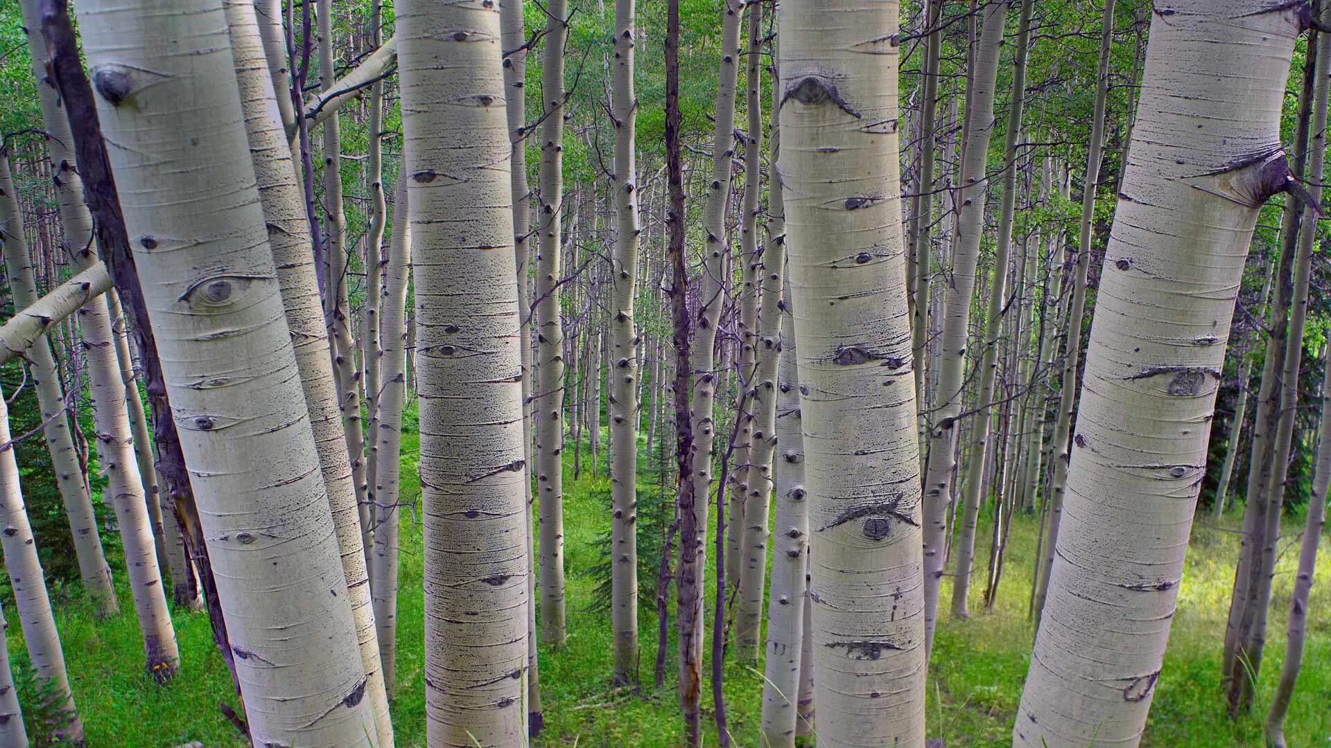 Осина Сибирская. Осина (Populus tremula). Осина Алтайская. Осина Лесная. Лес где растет береза