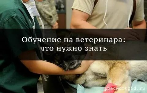 Что сдавать на егэ на ветеринара