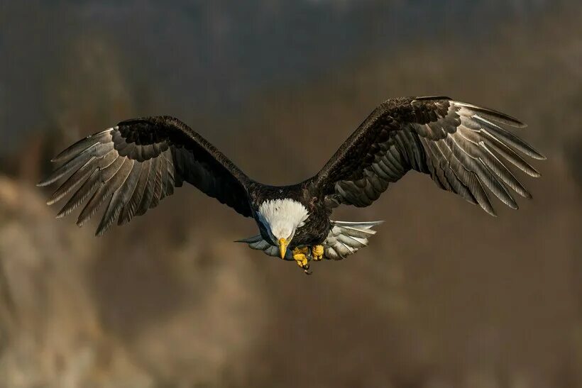 bald eagle flying This Way Bald Eagle #in-flight #bif #landing #Lens #bird #wild