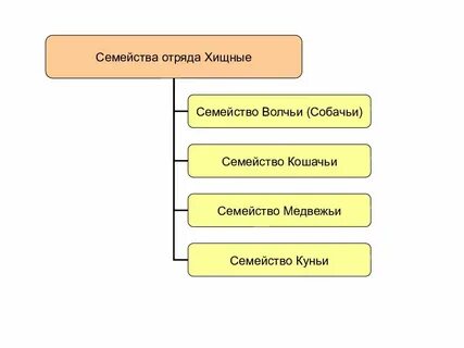 Отряд хищные какие семейства