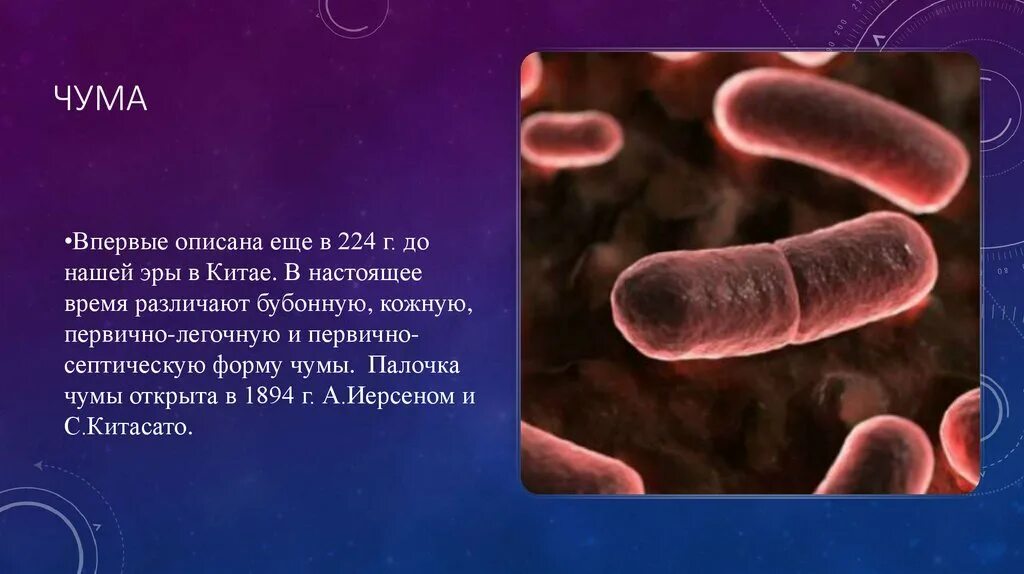 Чума происхождение болезни. Чума краткий доклад.