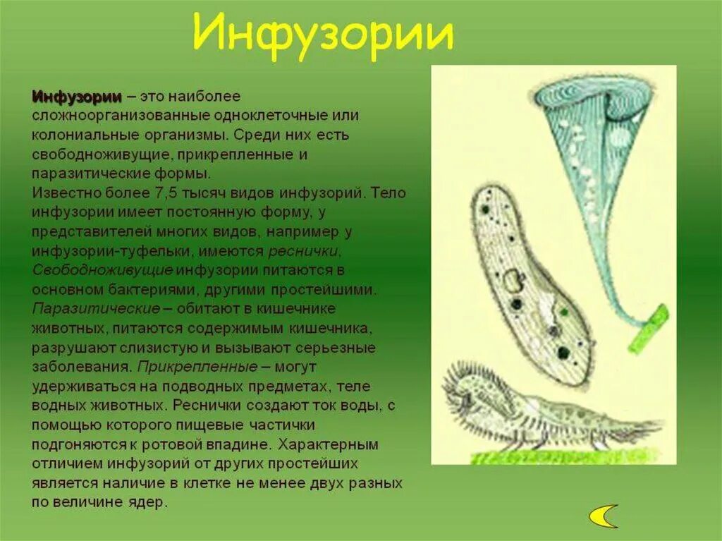 Свободноживущие и паразитические инфузории. Одноклеточные животные 7 класс биология. Свободноживущие простейшие Ресничные. Сообщение о одноклеточных животных инфузория.