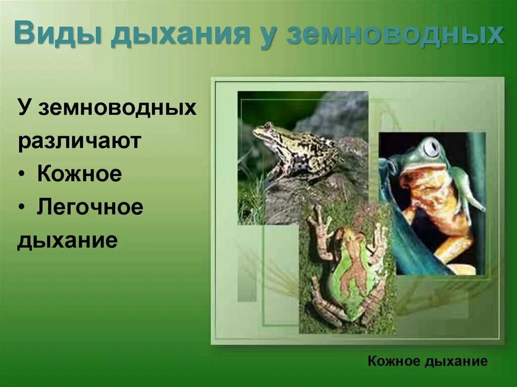 Тест земноводные амфибии. Органы дыхания земноводных. Кожное дыхание у земноводных. Тип и органы дыхания земноводных. Тип дыхания у амфибий.