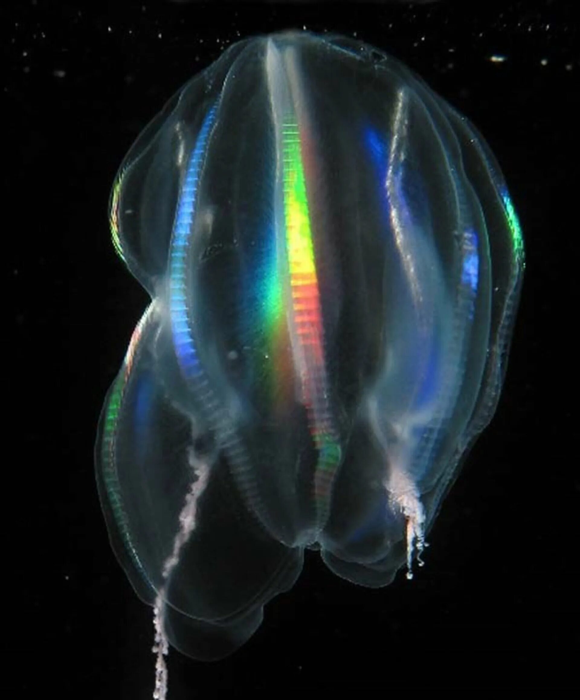 Comb jellies. Гребневик Венерин пояс. Медуза Черноморская Гребневик. Медуза Гребневик черного моря. Гребневик мнемиопсис.