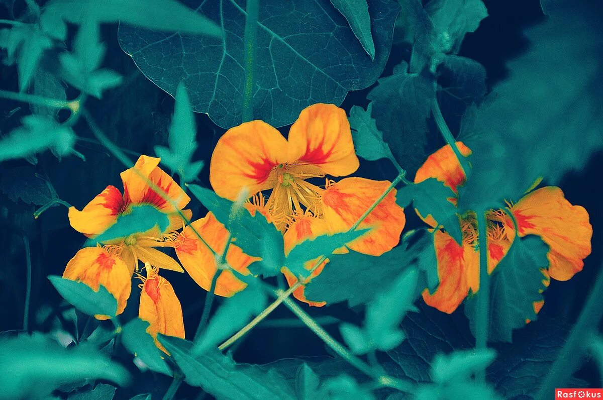 Настурция везувий. Настурция девичья краса. Семена настурция девичья краса, смесь. Настурция аляска. Настурция девичья краса.