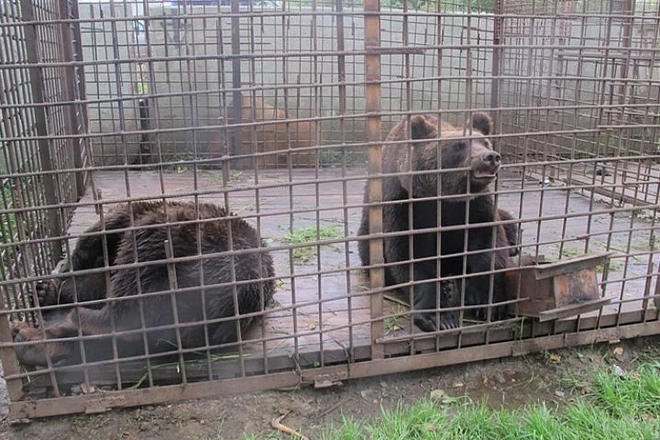 Новосибирский зоопарк бурый медведь. В сочи медведь загрыз мальчика. Вольер медведя в зоопарке. Бурый медведь в зоопарке. Медведь маша ярославль.