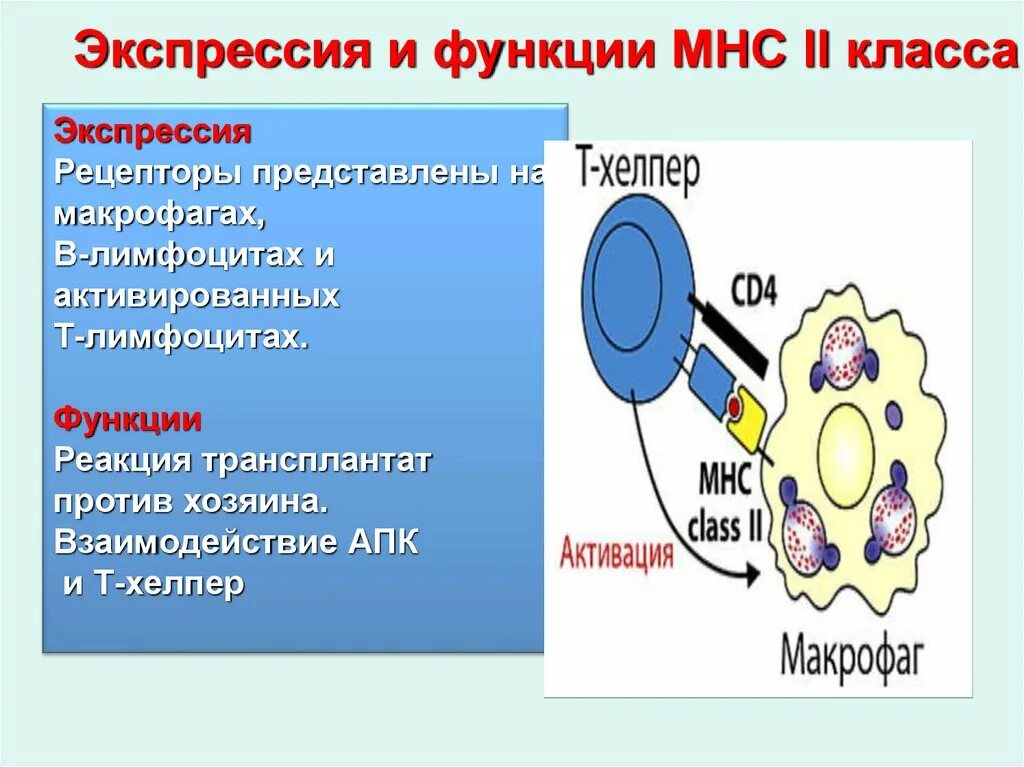 Функция экспрессии