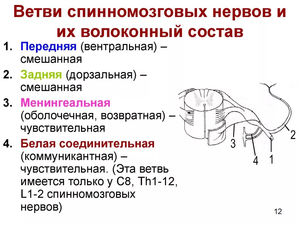 Спинномозговые нервы возвратная ветвь. Схема формирования спинномозгового нерва. Схема образования и разветвления спинномозгового нерва. Менингеальная соединительная ветвь спинномозгового нерва.