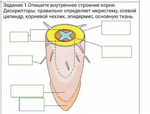 Опишите внутреннюю