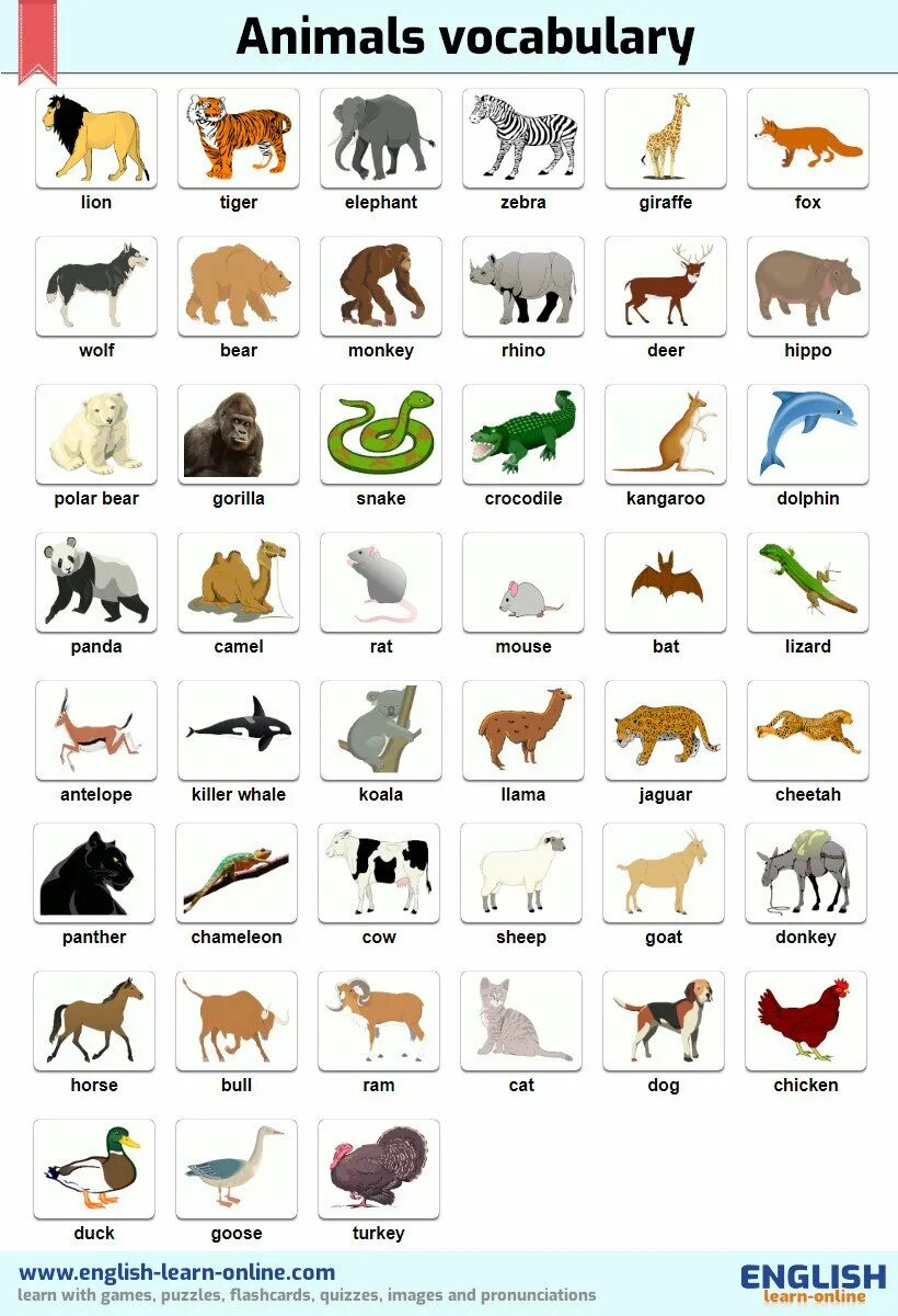 Use of animals