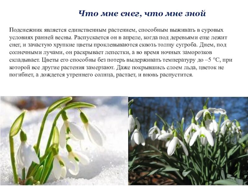 Текст описание про весну. Что рассказать детям о подснежниках. Описание подснежника. Весенние цветы с описанием для детей. Подснежник цветок описание.