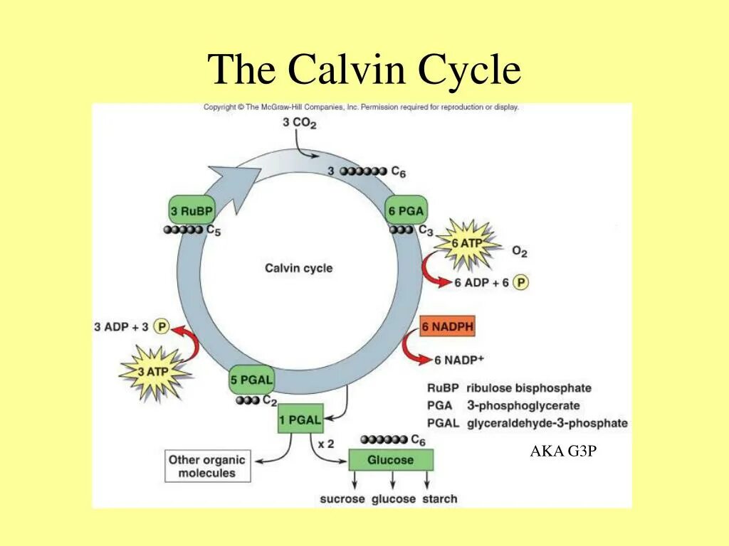 Цикл кальвина в хлоропластах. Кальвин цикл Кальвина. Цикл Кальвина в фотосинтезе. Цикл Кальвина биохимия. Цикл Кальвина схема.