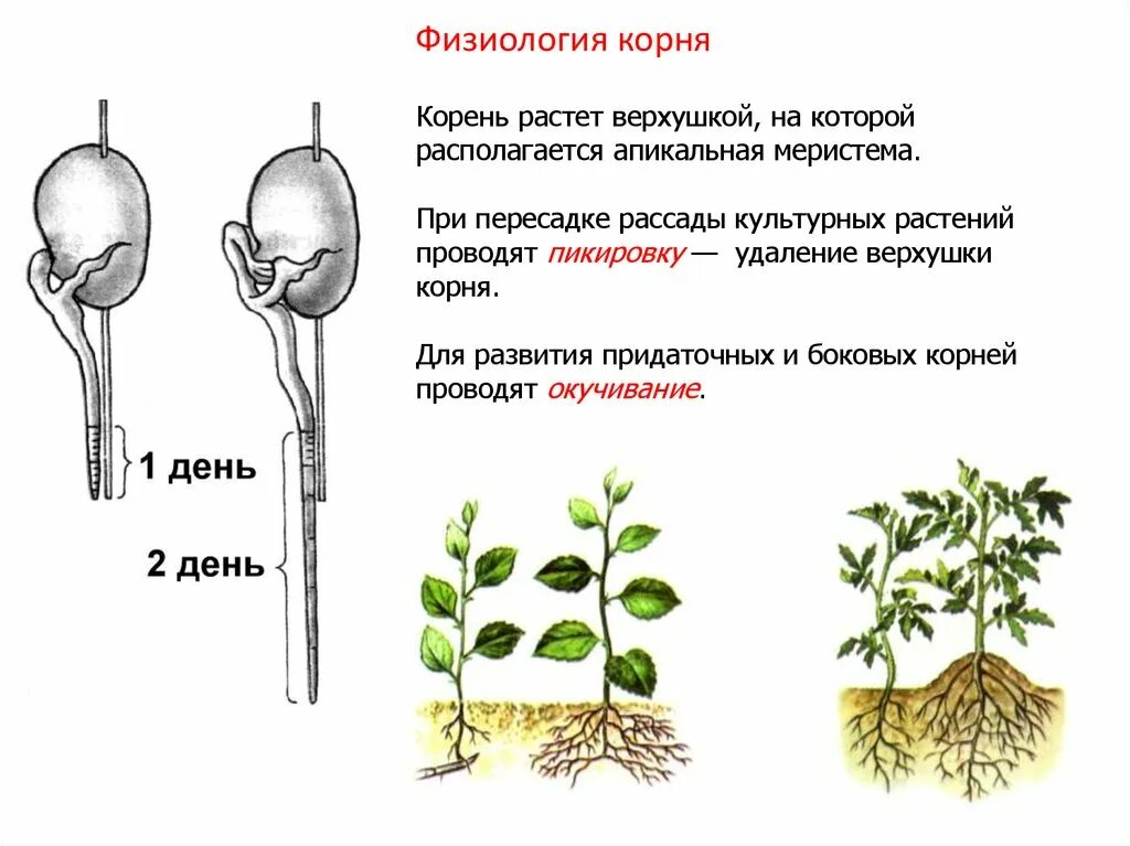 Гипотеза корень. Пикировка окучивание биология. Корень растет верхушкой. Физиология корня растений.