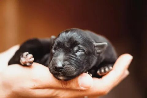 новорожденные щенки немецкой овчарки: 2 тыс изображений найдено в Яндекс  Картинках