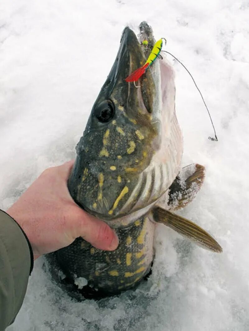 Зимняя рыбалка на щуку. Ловля щуки зимой. Рыбалка на щуку зимой. Ловля щеклеи зимой. Щука зимний