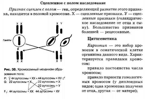 Сцепленное с полом наследование егэ