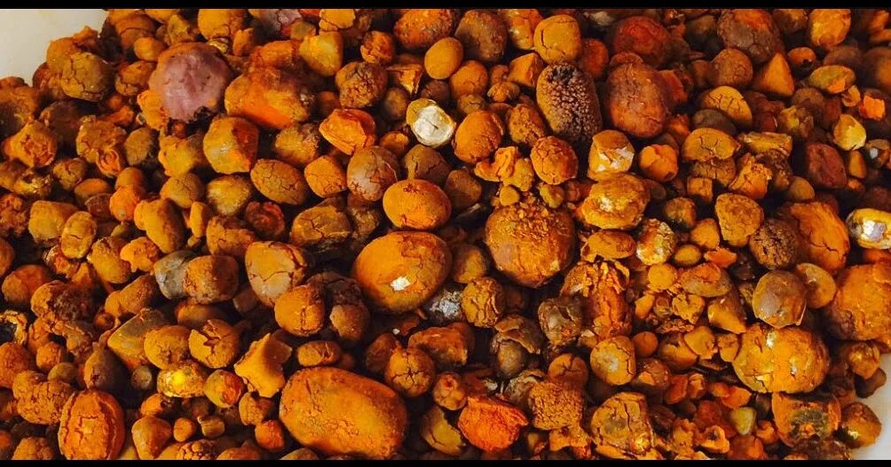 Ox gallstones. Желчные камни крупного рогатого скота. Желчный камень КРС. Желчные камни у крупно рогатого скота.