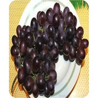 Сорт шоколадный