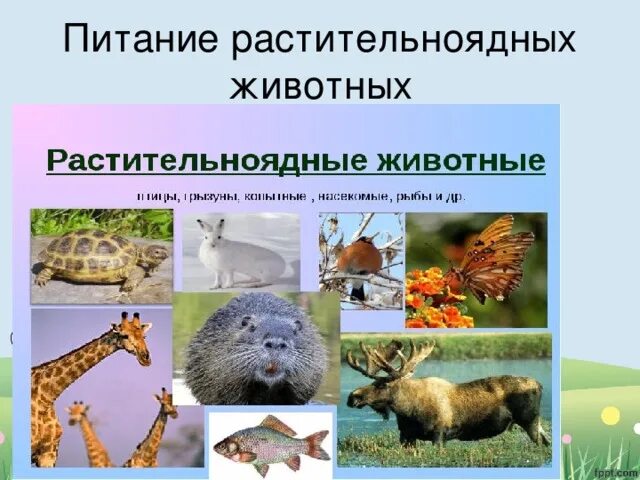Способы питания растительноядных. Питание растительноядных животных. растительноядные млекопитающие. растительноядные животные список. питание животных растительноядные животные.