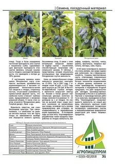 Расстояние при посадке жимолости