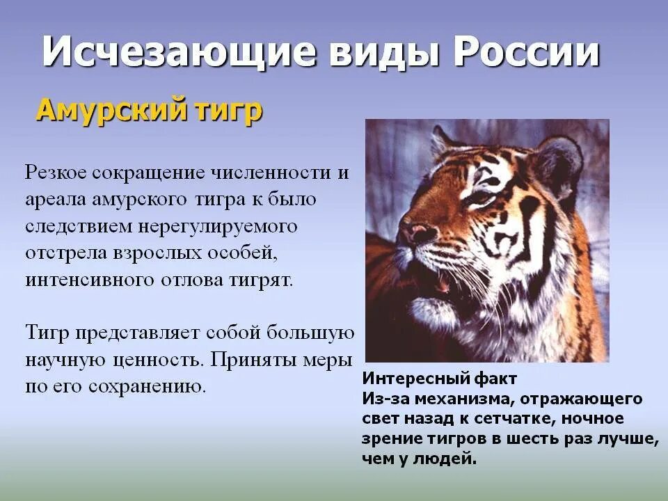 Почему исчезает история. Рассказ про Амурского тигра. Рассказ при Амурского Тигоа. Рассказ о Амурском Тигре. Редкие и исчезающие виды животных.