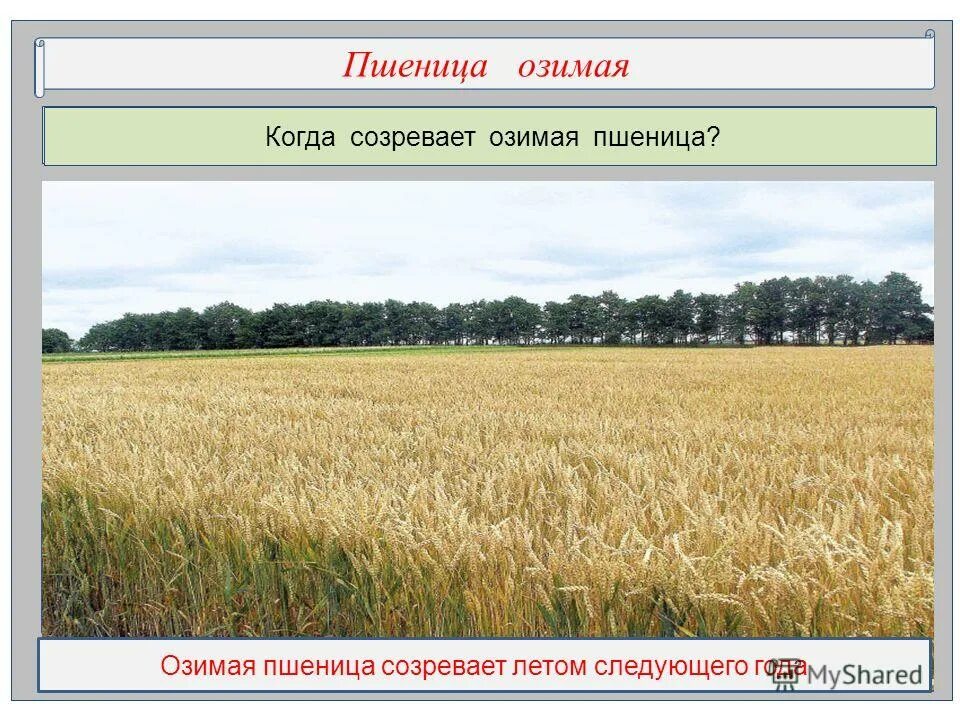 Овсюг кущение. Когда сеют озимую пшеницу. Нормы посадки ржи. Сеют пшеницу. Сорт пшеницы московская 39.