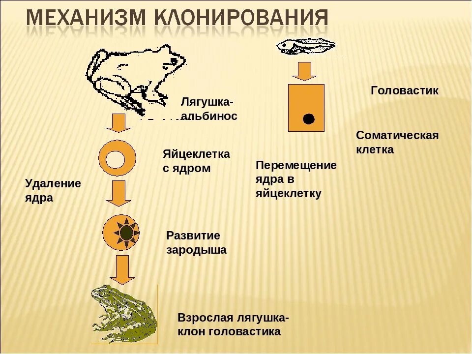 Функции клонирования. Механизм клонирования. механизм клонирования животных. клонирование (биология). клонирование растений и животных.