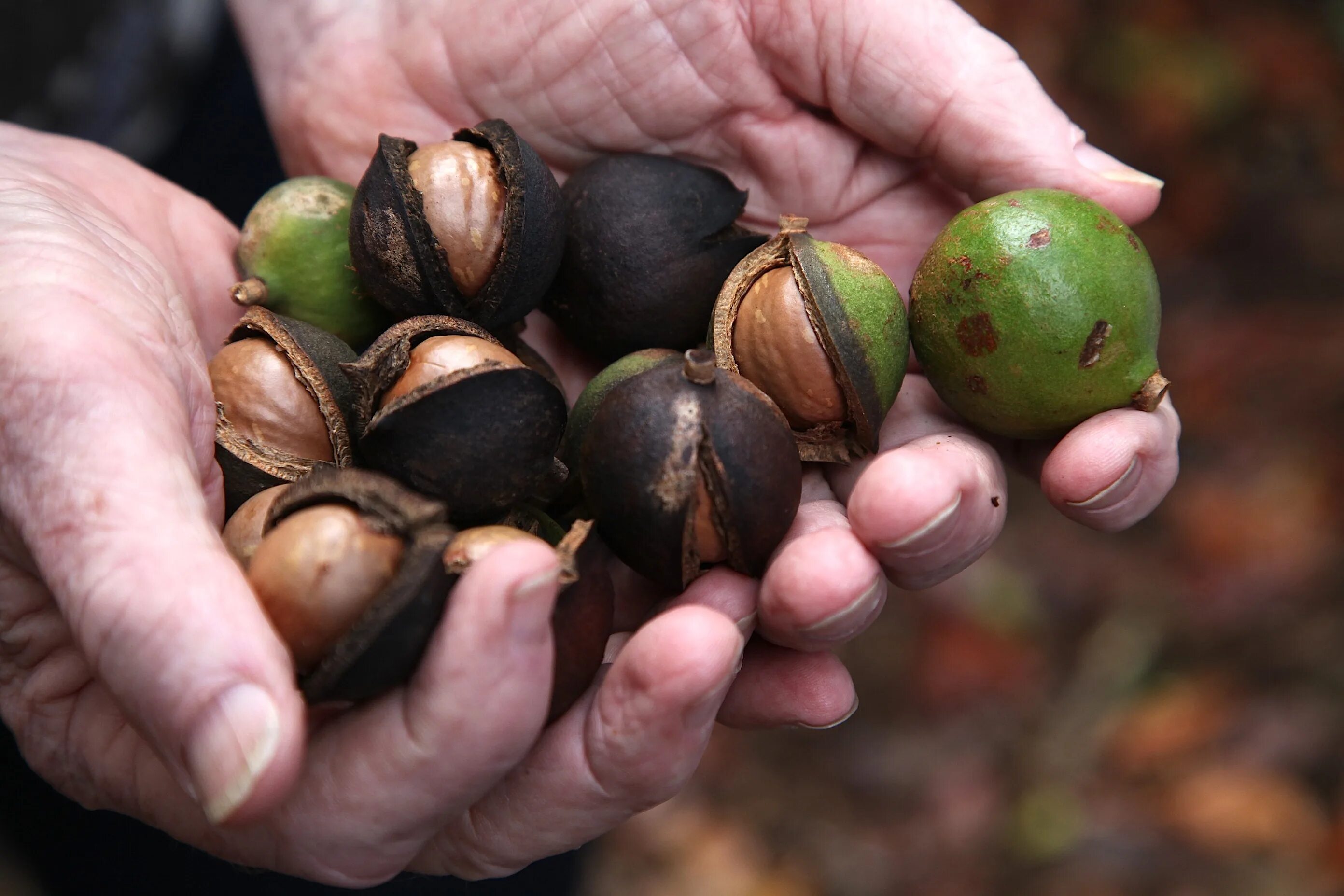 В каких странах растет макадамия. Мадагаскарский орех. Орех макадамия Гавайи. Макадамия плод. Как растёт Макадамский орех.