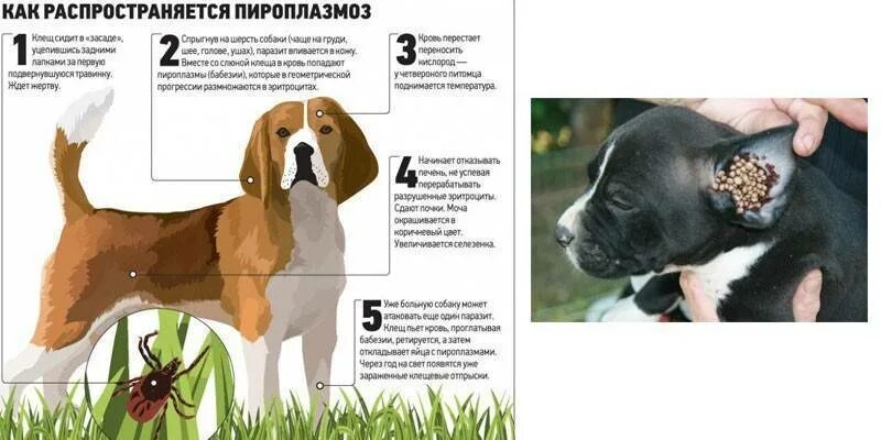 Пироплазмоз (бабезиоз) у собак. Пироплазмоз собак цикл развития. Бабезиоз у собаки признаки. Пироплазмоз (бабезиоз) у собак. Бабезиоз у собаки признаки.