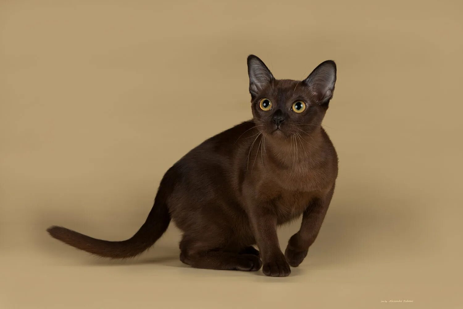 Породы коричневых котов. Бурманская кошка. Порода кошек Бурма. Бурманская короткошерстная кошка. Котята породы Бурма.