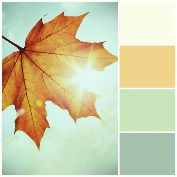 Палитра лист. Красивые сочетания осенних цветов. Цветовые сочетания с осенними листьями. Палитра теплых оттенков. Осенняя цветовая палитра.