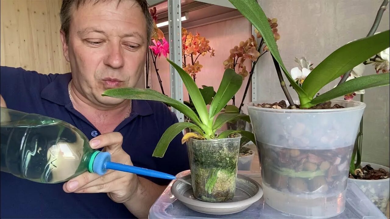 Полив орхидей в домашних после пересадки