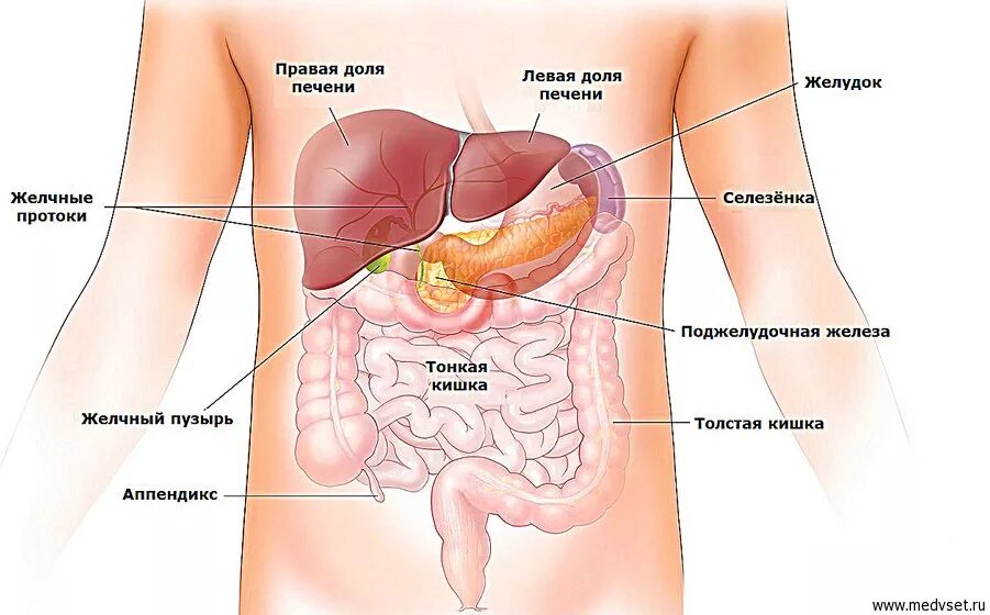 Какие органы у человека с левой. Анатомия с внутренними органами селезенка. Внутренние органы человека поджелудочная железа схема расположения. Печень анатомия человека расположение. Анатомия внутренних органов брюшной полости человека.
