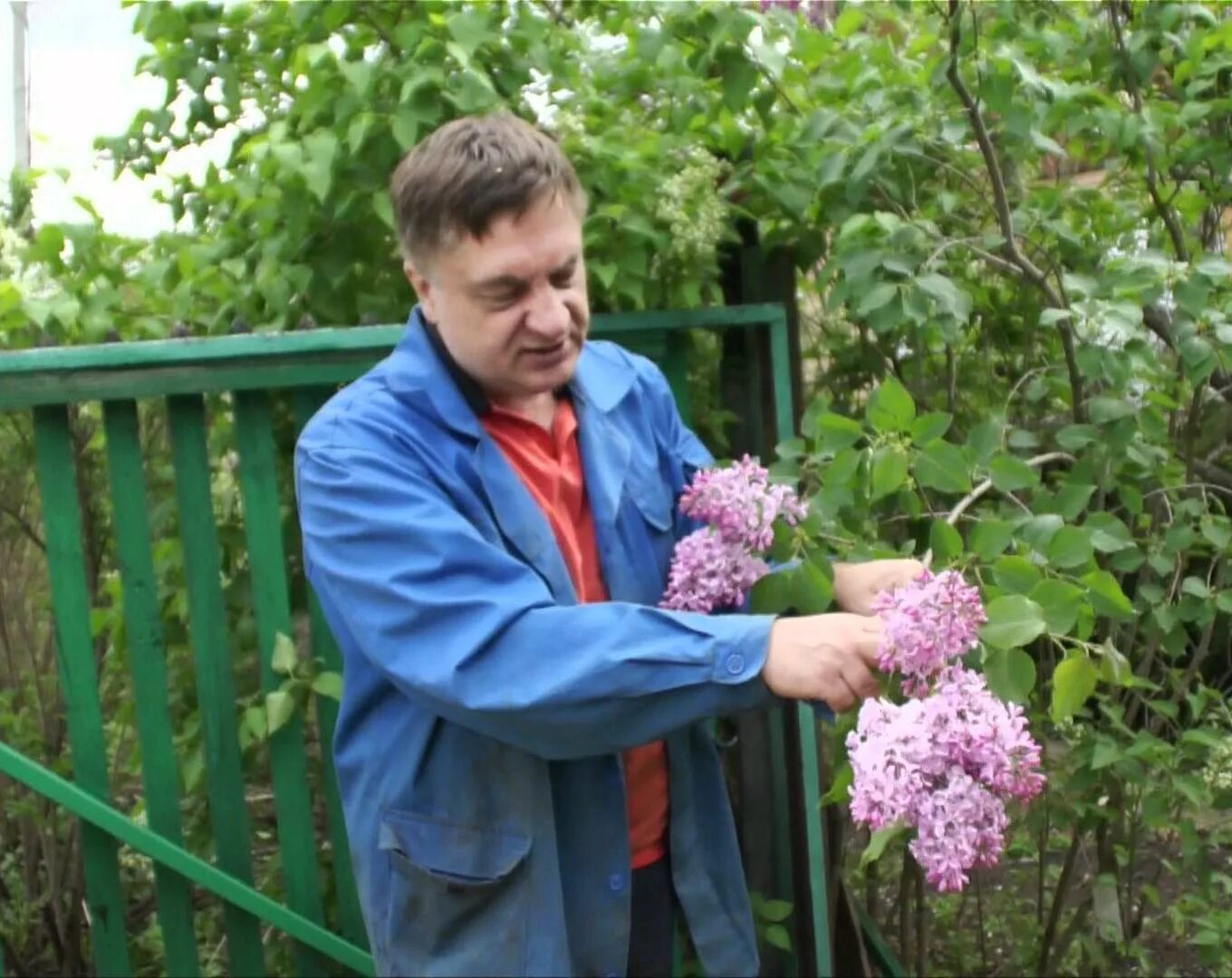 Прививка сирени. Штамбовая сирень. Сирень привитая.