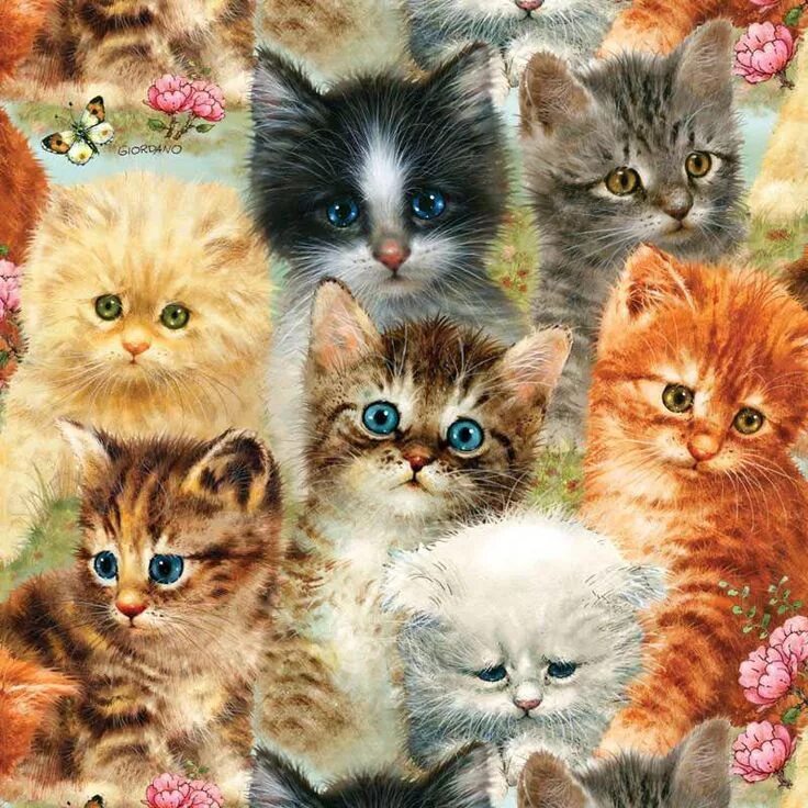 Много котят разноцветных. Много котят. много много котиков. очень много котят. много красивых кошечек.