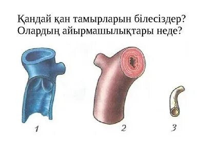 Сперматозоидтердің аяқтарында орналасқан тамырлар
