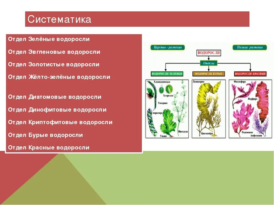 Отделы водорослей биология. Схема систематика растений водоросли. Отдел зеленые водоросли систематика. Систематика водорослей 7 класс. Представители отдела водоросли.